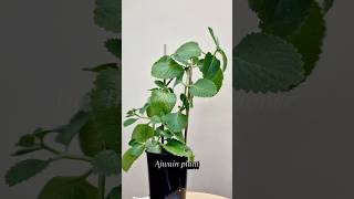 Growing ajwainplant from cuttings mexicanmint Caraway seeds plant organicgardening spiceplant [upl. by Yemarej]