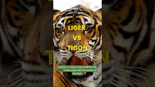 Liger vs Tigon shorts liger tigon [upl. by Soo]