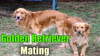 Golden Retriever mating at arm dog kennel naturally [upl. by Hazaki]