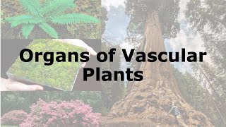 Organs of Vascular Plants [upl. by Wesle]