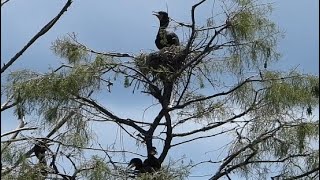 Cranky Old Cormorants Living in a Highrise Bird Condo in South Florida [upl. by Sorcim]