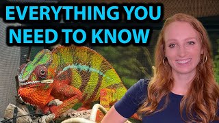 ULTIMATE PANTHER CHAMELEON CARE GUIDE [upl. by Daveda70]