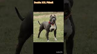 Double XXL Pitbull look and growth viral shortsfeed [upl. by Atat906]