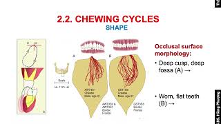 ORAL PHYSIOLOGY  Physiology of mastication  Chewing [upl. by Acyssej]