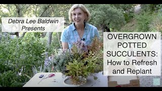 Overgrown Potted Succulents How to Refresh and Replant [upl. by Aimal854]