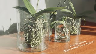 Phalaenopsis Orchid Care How to Induce Flower Spikes [upl. by Nyleikcaj258]