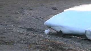 Arctic Hares on Ellesmere Island [upl. by Erehc]