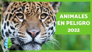 ANIMALES en PELIGRO de EXTINCIÓN 2022 🐧⚠️ Top 10 [upl. by Htebzile156]