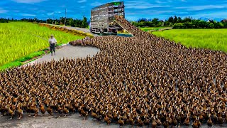 How to Raising Millions of Duck on Rice Field For Meat  Free range Duck Farming Technique [upl. by Atsirk744]