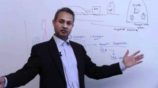 Immunology Basophil Mast Cells Lecture 4 Part 2 [upl. by Arod]