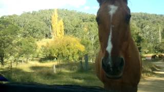 Yengo Creek Road  Horse Challenges my Getz to a Dual [upl. by Analaj]