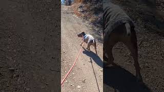 East Pinery hike with Sable [upl. by Mattox]