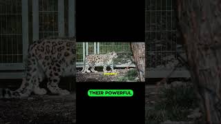 Snow Leopards The Acrobatic Athletes of the Animal Kingdom kidsvideo facts [upl. by Sucramaj]