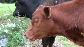 Breaking News Red Heifer Born [upl. by Brott724]