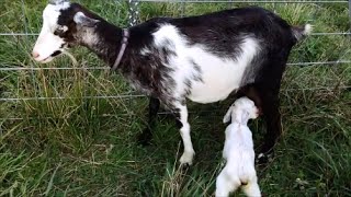 New Baby goat today SaanenAlpineNigerian mix [upl. by Niveg321]