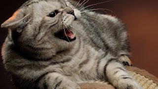 How to Deal with an Aggressive Cat  Cat Care [upl. by Gunar473]