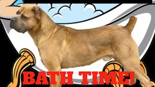 OurTan Fawn Cane Corso gets a bath at tractor supply [upl. by Eed366]