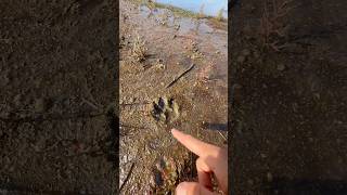 Qui a vu le sanglier  😱 nature vlog humour exploration wildlife [upl. by Iruy]