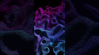 Particles GLSL with TouchDesigner animation art touchdesigner glsl premierepro [upl. by Virgil]