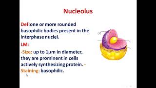 10 chromatin and nucleolus 2020 [upl. by Nnylhtak]