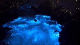 Bioluminescent WaddenSea Sea Sparkle Zeevonk Terschelling 2nd Night 03062017 [upl. by Coombs]