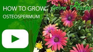 How to grow Osteospermum [upl. by Colet691]