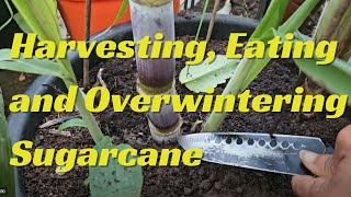 Harvesting Eating and Overwintering Sugarcane [upl. by Zumwalt]