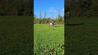 whitehorse equestriangirl cob horseriding 🦄 [upl. by Fabri78]