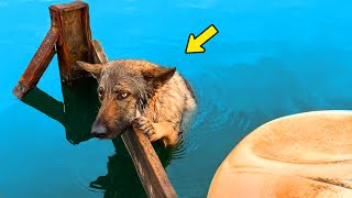 Exhausted Dog Clung to Board to Avoid Drowning Then a Miracle Happened [upl. by Brawley717]