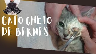 Gato cheio de larvas e bernes  Cat full of larvae and botflies [upl. by Adest10]