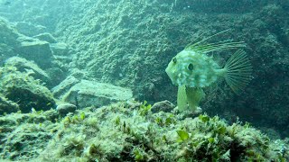 Diving in Croatia  Kornati National Park 092023 [upl. by Adnarrim327]