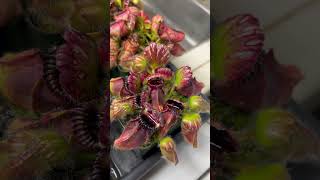 Cephalotus follicularis aka Albany Pitcher Plant part 2 🧛🎃 [upl. by Behlau196]