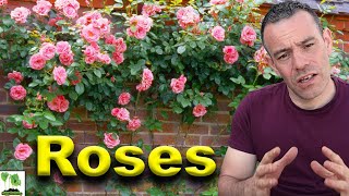 How To Grow Roses  This Is What Professionals Do [upl. by Neersan]