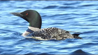 Plongeon huard cri chant  Common Loon call song [upl. by Simon]