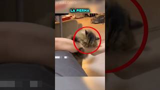 Gato no se cansa de Molestar a su Dueño para luego Huir🤣 [upl. by Hsiekal]