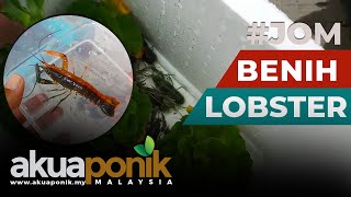 Jom Ternak Lobster  Kat Mana Nak Dapatkan Benih Lobster Air Tawar [upl. by Rothberg633]