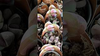 Pleiospilos nelii Royal Flush [upl. by Auoz]