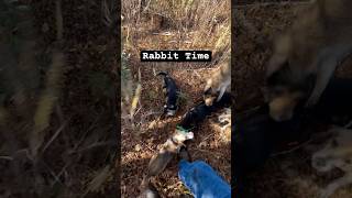 Opening Day Rabbit Hunt 2024 🐇🐶🐶 dogtra gundogs ​⁠​⁠joydogfood [upl. by Belier]