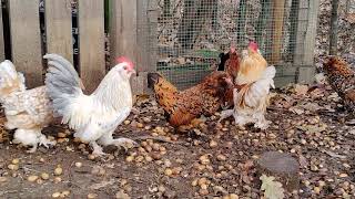 Belgian dUccle Bantams [upl. by Coulter]