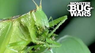 Predatory Katydid Vs Green Praying Mantis  MONSTER BUG WARS [upl. by Odom517]