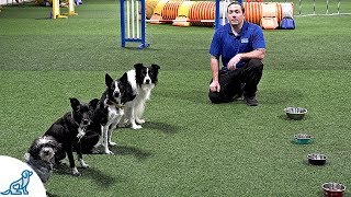 How To Train Your Dog To Wait Before Eating  Professional Dog Training Tips [upl. by Gruver]