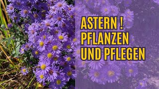 Astern pflanzen  Astern winterhart  Alles wissenswerte über Aster dumosus und Aster frikartii [upl. by Gwenny]