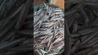 fresh anchovies from the sea [upl. by Llehsim]