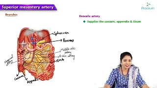 15 Anatomy of Superior Mesenteric Artery  MBBS Lecture [upl. by Aicirtal]