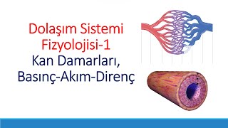 Dolaşım Fizyolojisi 1  Kan Damarları Basınç Kan Akımı Direnç tus fizyoloji [upl. by Pebrook]