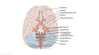 Die 12 Hirnnerven Nervus Vagus Nervus Trigeminus Nervus facialis im Überblick erklärt [upl. by Justinn742]