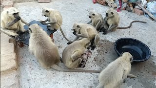 Hanuman monkey  Langur monkey  Langur hanuman  Dheeraj uncle [upl. by Gnuj]