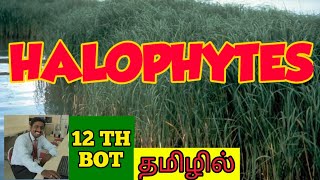 HALOPHYTES  TAMIL  CHARACTERS  EXAMPLES  PRINCIPLES OF ECOLOGY  STD 12  TNSCERT [upl. by Hasseman192]