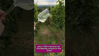 German Riesling wine trip to Rheingau 31daysofgermanriesling wine winetrip stalbans riesling [upl. by Carline186]