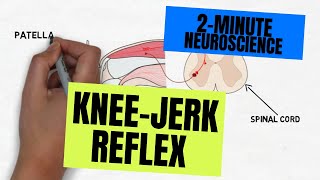 2Minute Neuroscience Kneejerk Reflex [upl. by Ailimat]